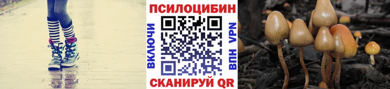 купить  цена  Кудрово  Псилоцибиновые грибы ЛСД 